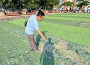 Rumput Sintetis Alun-Alun Majalengka Rusak, Bupati Eman Instruksikan Perbaikan