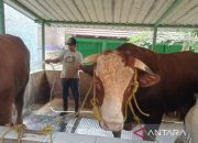 Presiden Prabowo Salurkan 1.098 Sapi Kurban Lokal, Wapres Gibran Serahkan Sapi 916 Kg ke BAZNAS