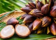 Segar dan Menyehatkan, Kenali Berbagai Manfaat Buah Nipah