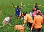 Geger! Hilang 10 Hari, Nenek di Pabuaran Subang Ditemukan Meninggal di Sawah