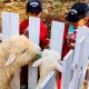 Mini Zoo Eco Wisata Cimahi Makin Hits, Cocok untuk Liburan Akhir Pekan