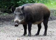 Amuk Babi Hutan di Cianjur, Empat Petani Terluka, Dua Jari Warga Putus