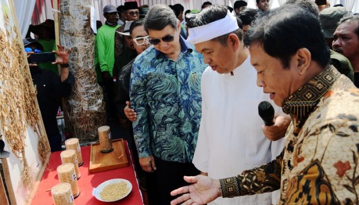 Target 1 Juta Hektare, Pemerintahan Prabowo Kejar Swasembada Kedelai dalam 3 Tahun