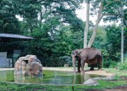 Faunaland Ancol Resmi Kelola Bandung Zoo, Pemkot Targetkan Standar Konservasi Lebih Baik