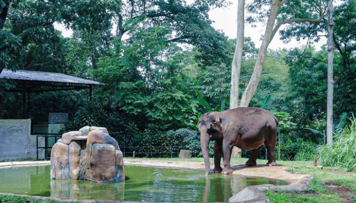 Faunaland Ancol Resmi Kelola Bandung Zoo, Pemkot Targetkan Standar Konservasi Lebih Baik