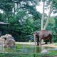 Faunaland Ancol Resmi Kelola Bandung Zoo, Pemkot Targetkan Standar Konservasi Lebih Baik