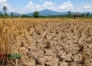 Antisipasi Musim Kemarau, Kabupaten Majalengka Tetapkan Status Siaga Darurat Kekeringan dan Karhutla Hingga Oktober 2026.