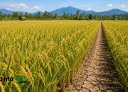 Meski Kemarau Diprediksi Lebih Kering, Jabar Optimistis Produksi Padi 2026 Melebihi 2025