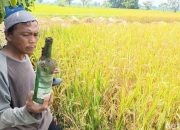 Sawah di Jalan Lingkar Utara Tasikmalaya Berubah Jadi Ranjau Beling, Petani Jadi Korban Botol Miras