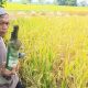 Sawah di Jalan Lingkar Utara Tasikmalaya Berubah Jadi Ranjau Beling, Petani Jadi Korban Botol Miras