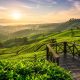 7 Wisata Bandung Bernuansa Kebun Teh yang Cocok untuk Healing Akhir Pekan