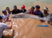 Lele Raksasa yang Nyaris Punah Kembali Bermunculan di Sungai Mekong