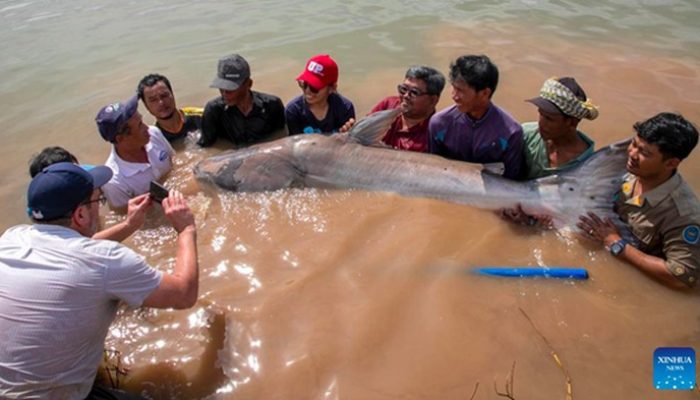 Lele Raksasa yang Nyaris Punah Kembali Bermunculan di Sungai Mekong