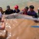 Lele Raksasa yang Nyaris Punah Kembali Bermunculan di Sungai Mekong