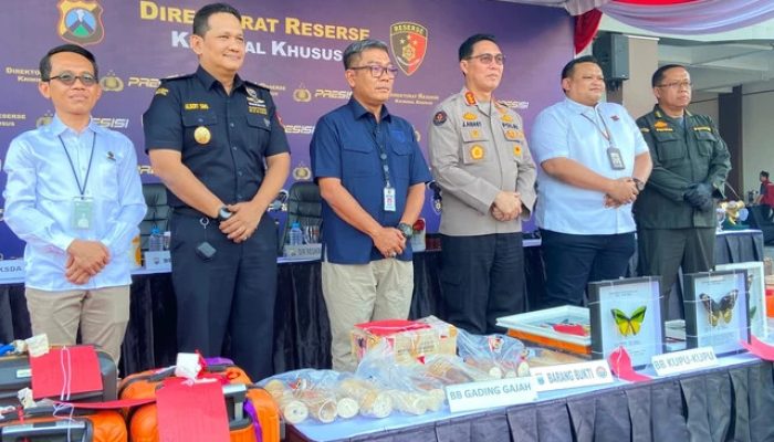 Koper Jemaah Umrah Dijadikan Kedok Penyelundupan Gading Gajah dari Arab Saudi